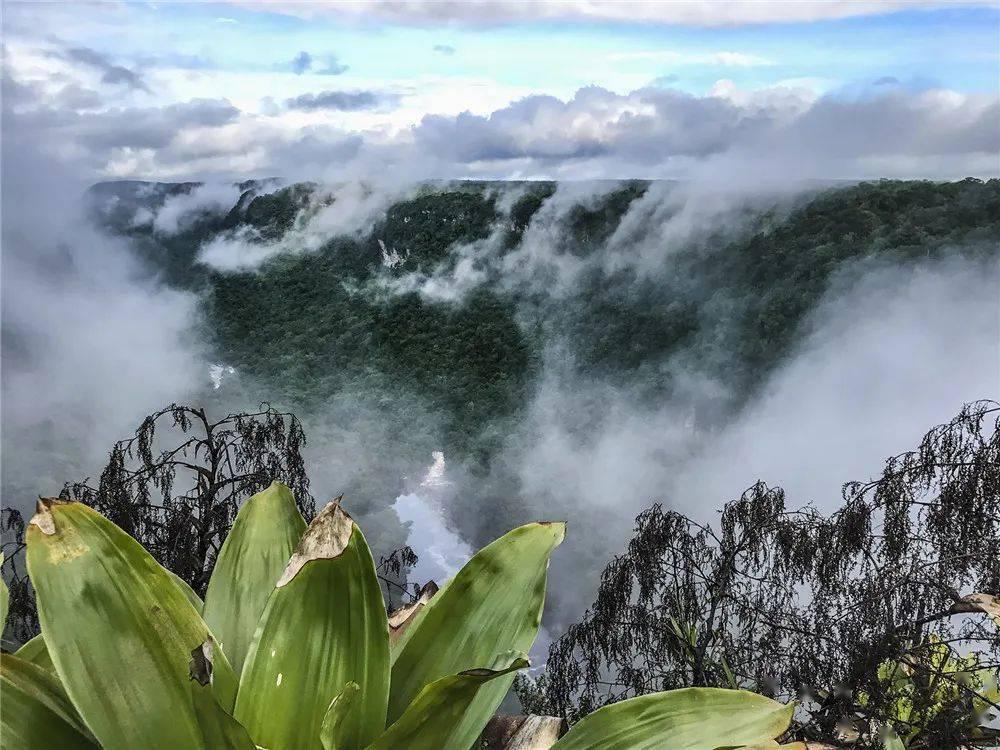 植物大战僵尸19